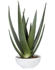 Uttermost Evarado Aloe Planter