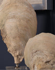 Uttermost Oyster Shell Sculptures, 2-Piece Set