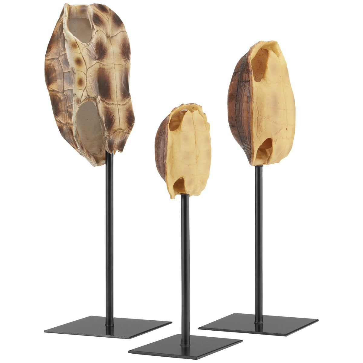 Currey and Company Turtle Shells Sculptures, 3-Piece Set