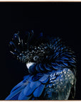 Four Hands Art Studio Red-Tailed Black Cockatoo by Getty Image