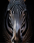Four Hands Art Studio Zebra Stare By Getty Images