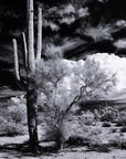 Four Hands Art Studio Sonoran Desert by Getty Images