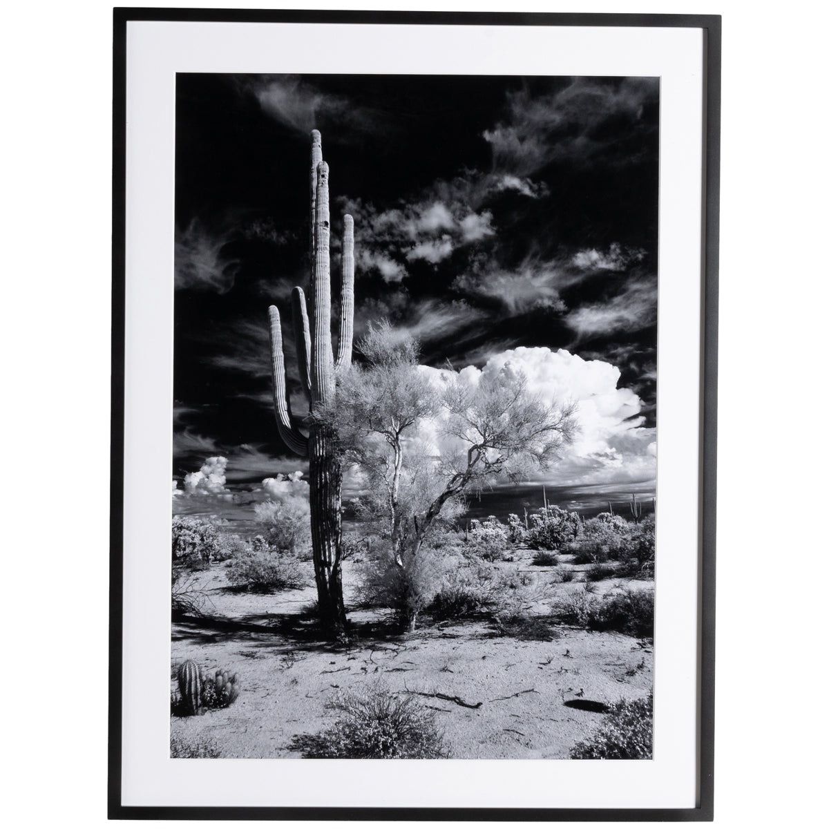 Four Hands Art Studio Sonoran Desert by Getty Images