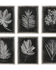 Uttermost Foliage Framed Prints, Set of 6