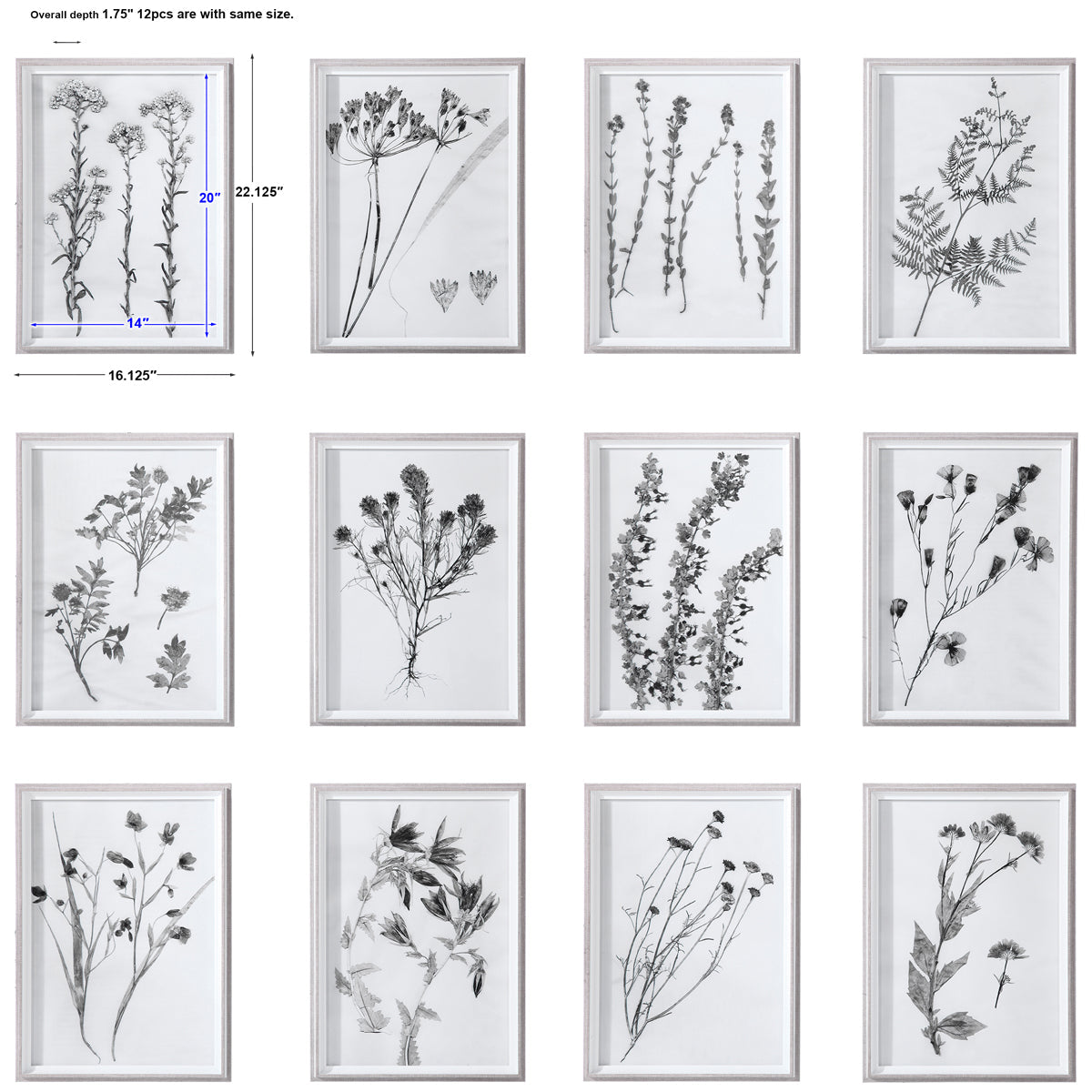 Uttermost Contemporary Botanicals Framed Prints, Set of 12