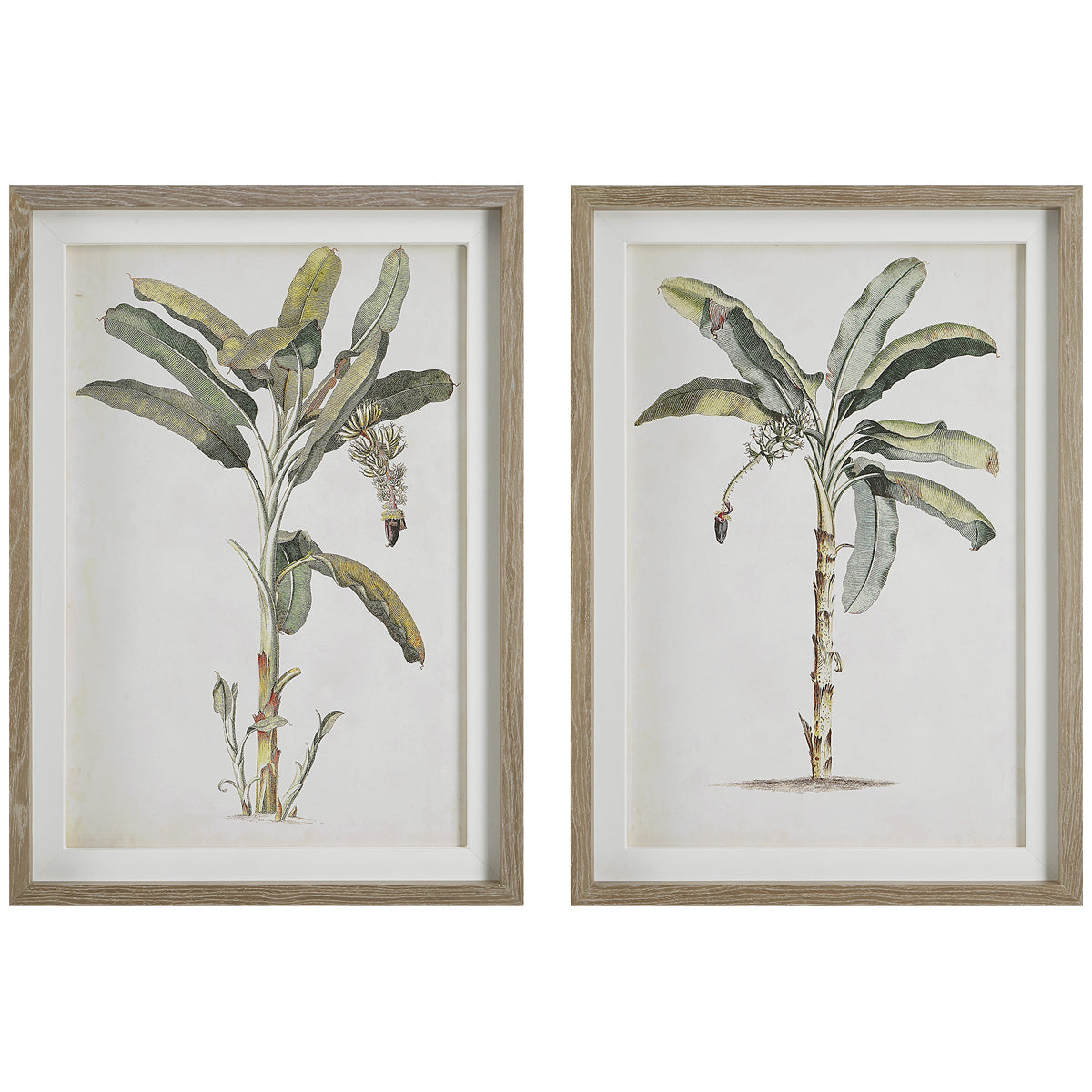 Uttermost Banana Palm Framed Prints, Set of 2