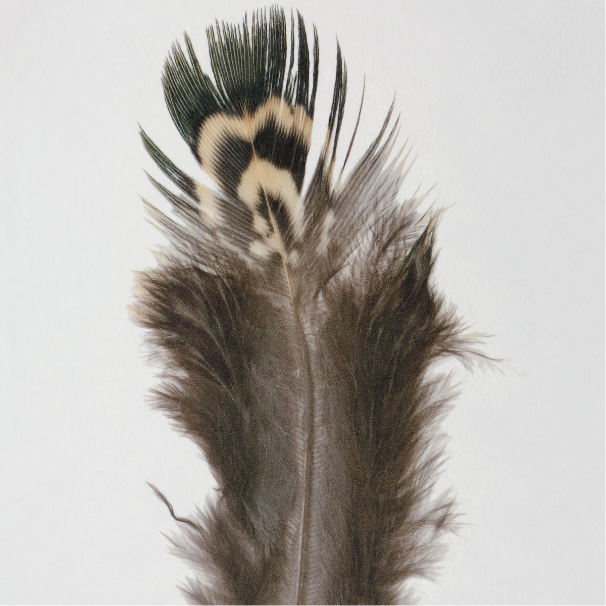 Uttermost Birds of A Feather Framed Prints, 6-Piece Set