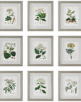 Uttermost Antique Botanicals Framed Prints, 9-Piece Set