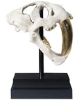 Phillips Collection Saber Tooth Tiger Skull Sculpture, Roman Stone