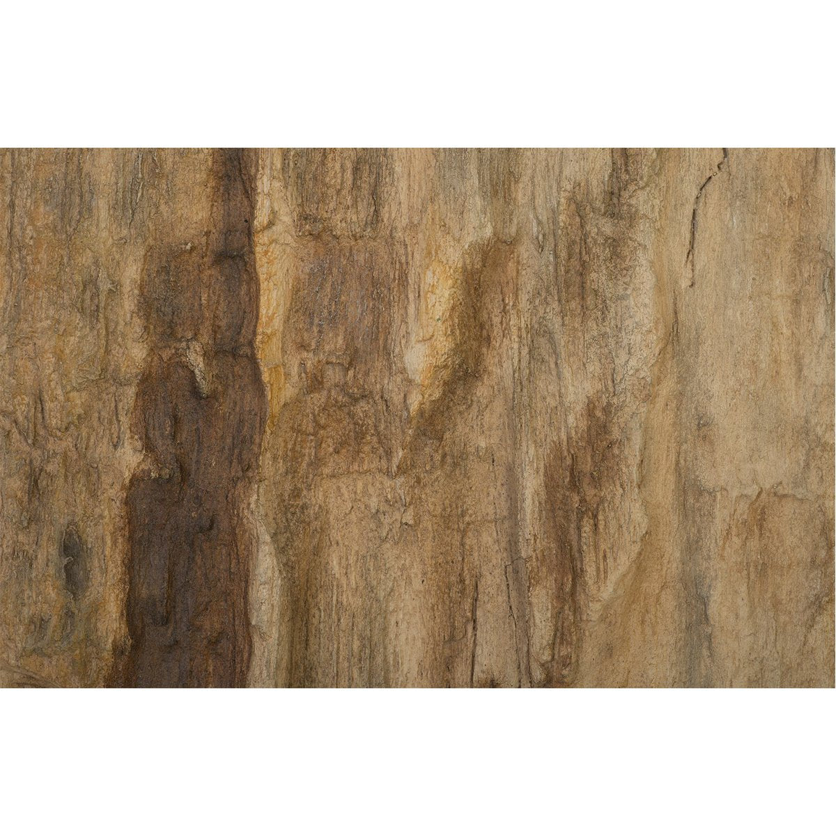 Phillips Collection Square Cast Petrified Wood Wall Tile