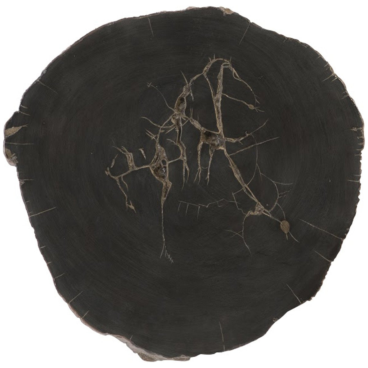 Phillips Collection Large Black Cast Petrified Wood Wall Tile