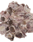 Phillips Collection Barnacle Cluster Wall Art